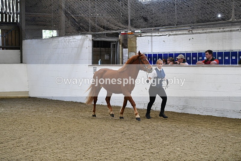 WJ5_3375 - Class 1 Youngstock