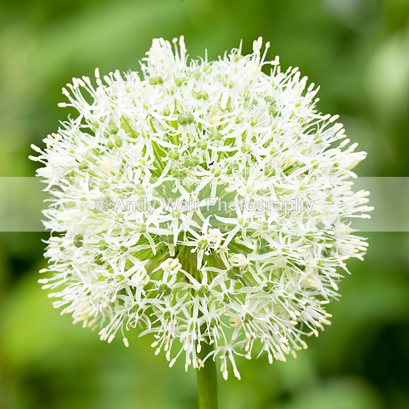 20140526-3K8A1755 - Plants & Flowers