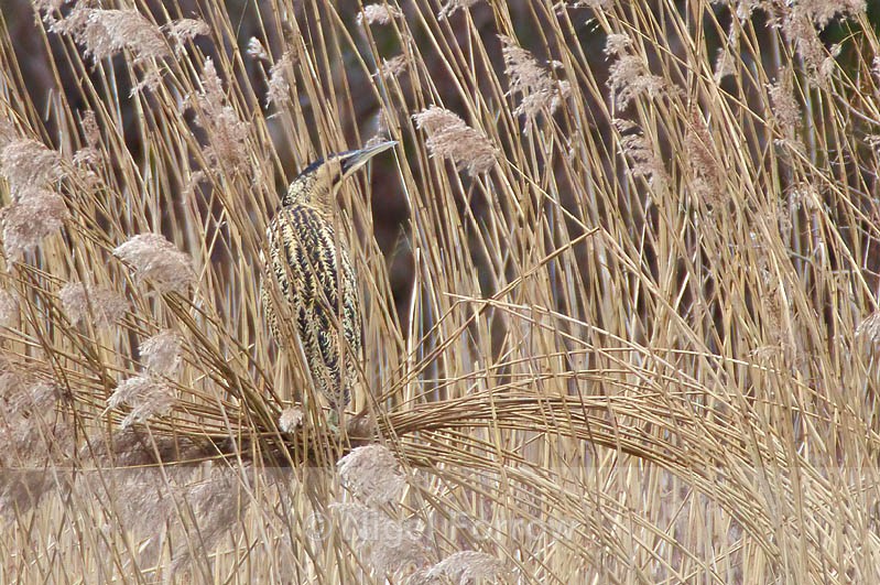 Bittern standing on some bent reeds at Hatch Pond, Poole - Bittern