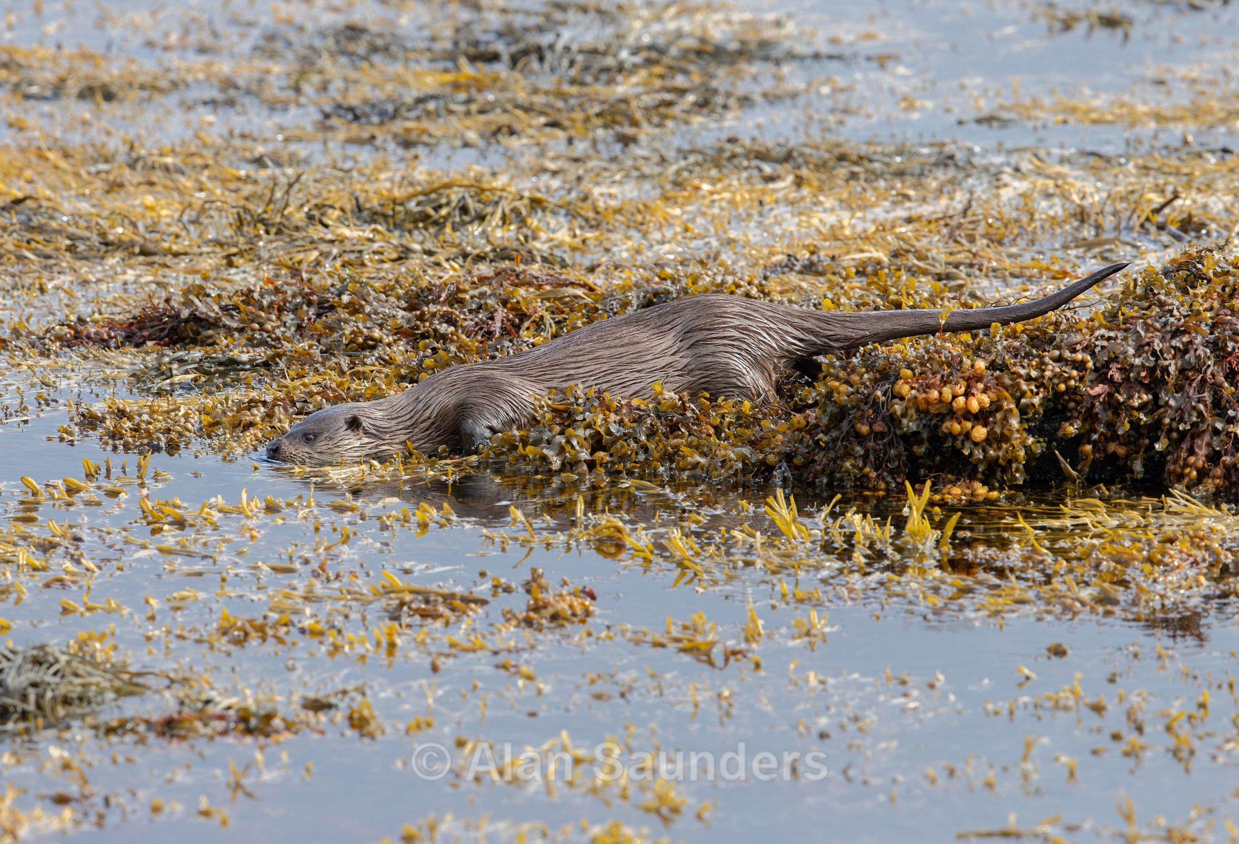 Eurasian Otter 39