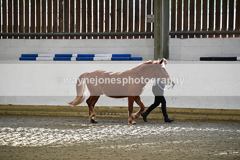 WJ5_3371 - Class 1 Youngstock