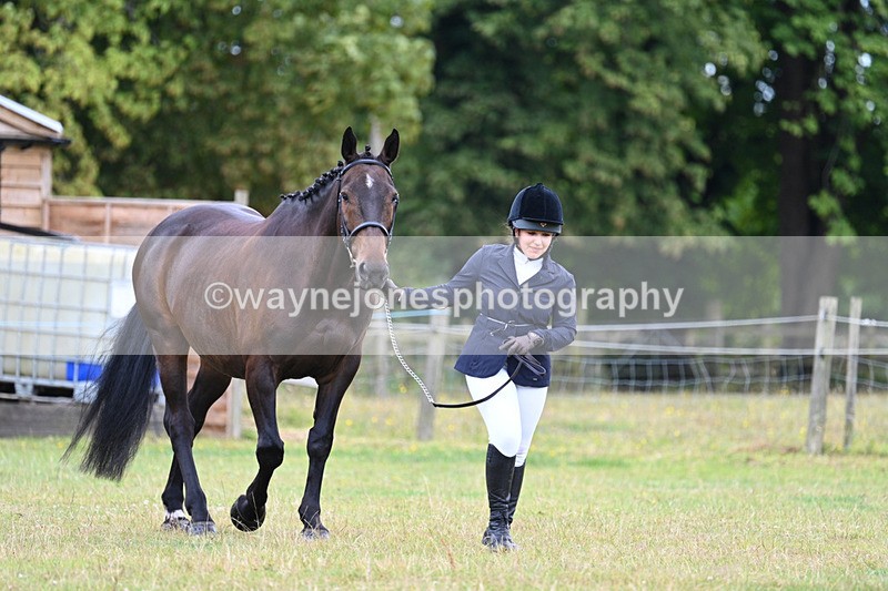 WJ7_6956 - Class 5a Most Handsome Gelding in Hand