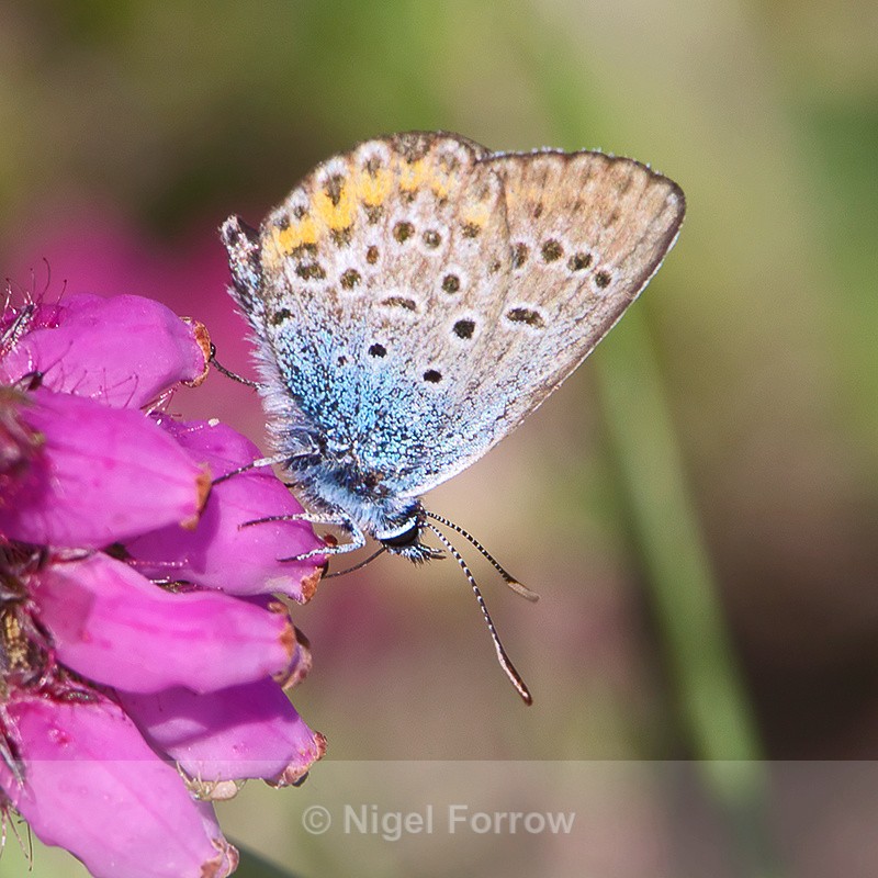 Silver-studded Blue - INSECTS