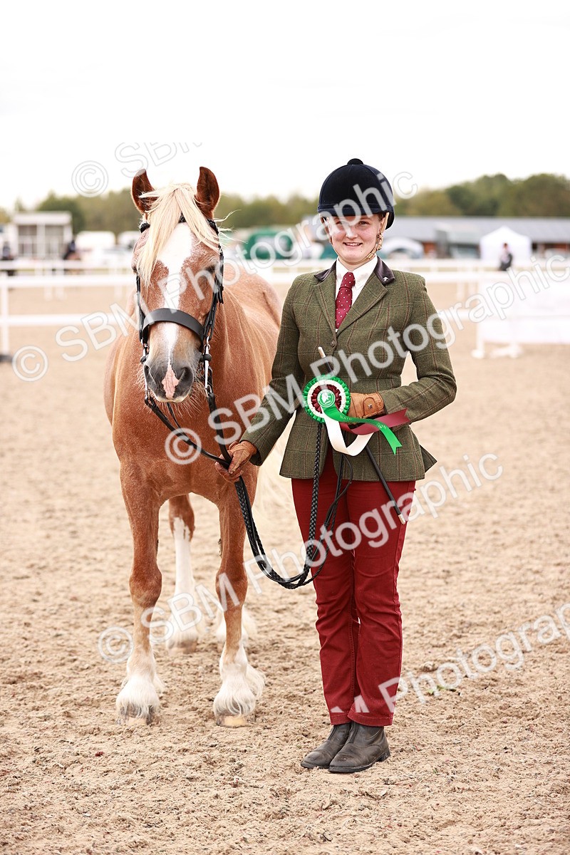 SBM_16148 - Class 411 - Prettiest Mare - (IH or Ridden Adult)