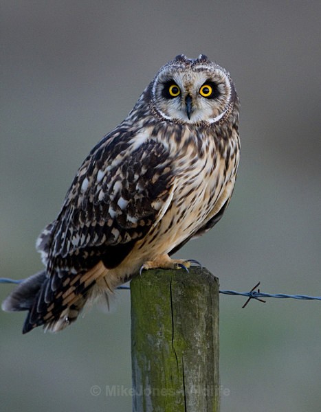 SHORT EARED OWL / REF SEO 21 - SHORT EARED OWLS