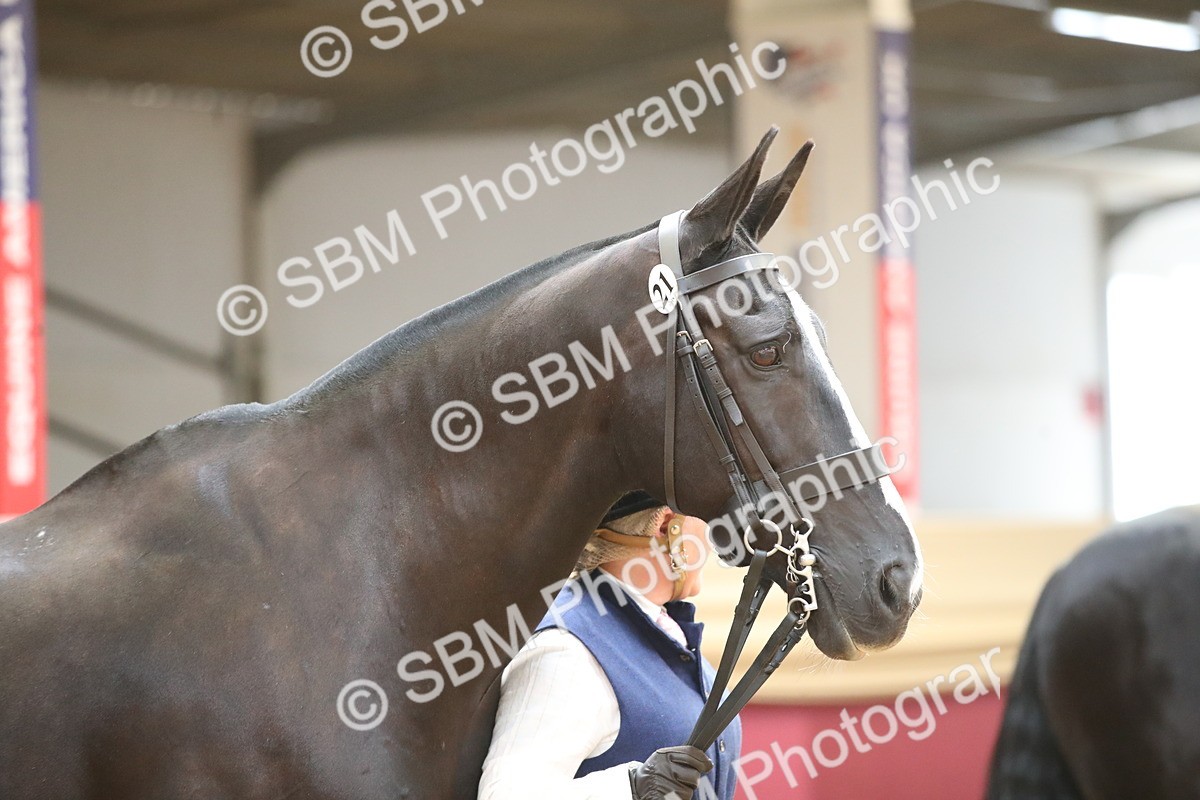 SBM_05311 - Class 8R - Regional IH Veteran