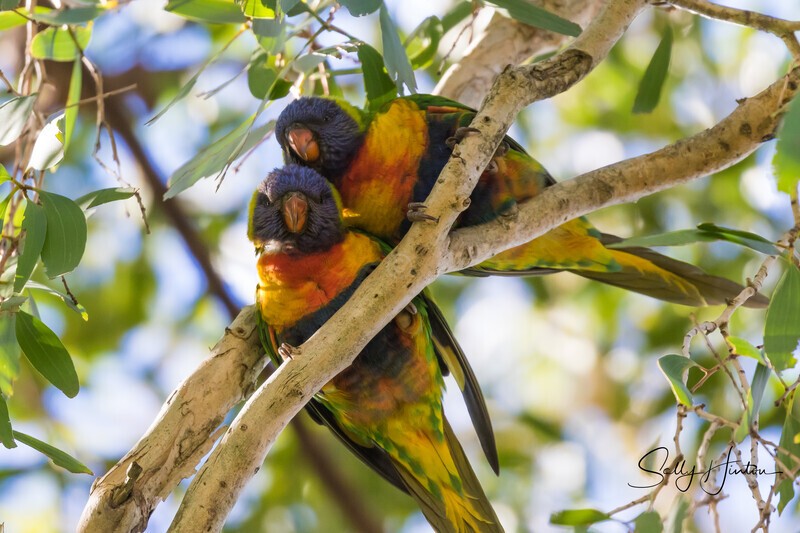 Lorikeet Pair 0A3A4740 - Lorikeets