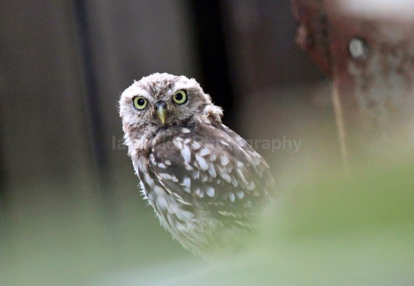Little Owl in disused  Bristol Building - Birds, swans and gulls