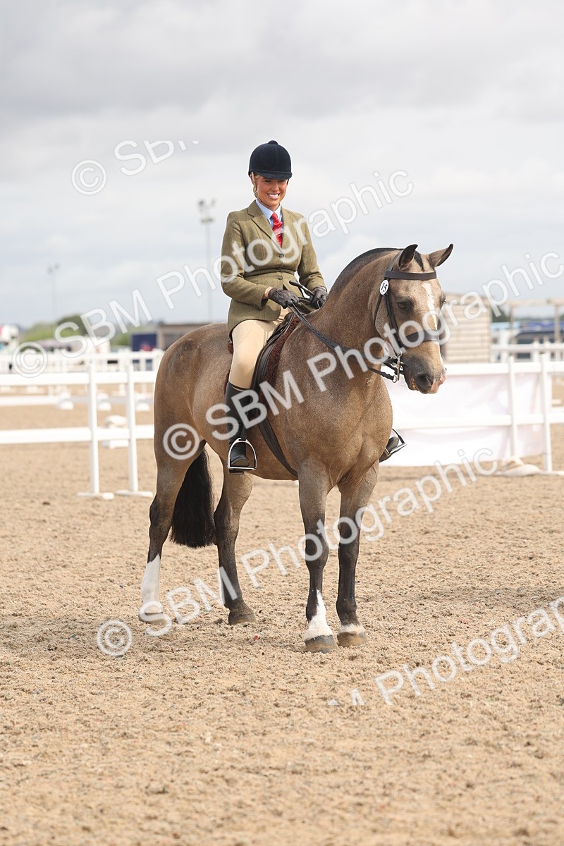 SBM_04544 - Class 19 - Horse/Pony Judge would most like to take home