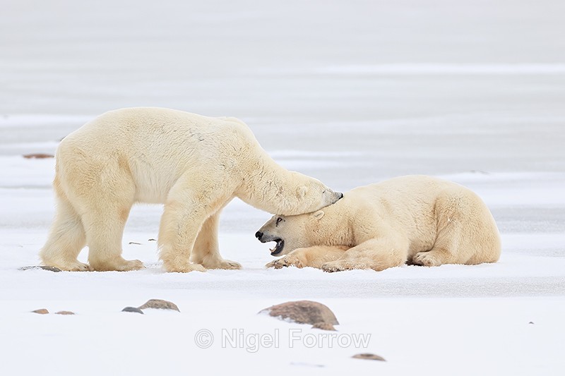 Polar Bear bites during sparring, Churchill, Canada - Polar Bear