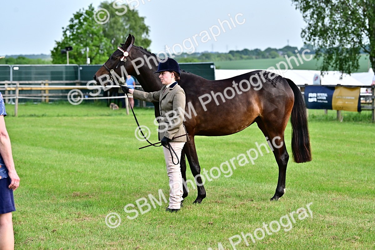SBM_00083 - Class 46-49 - Arab and Part Bed-Anglo Arab In Hand