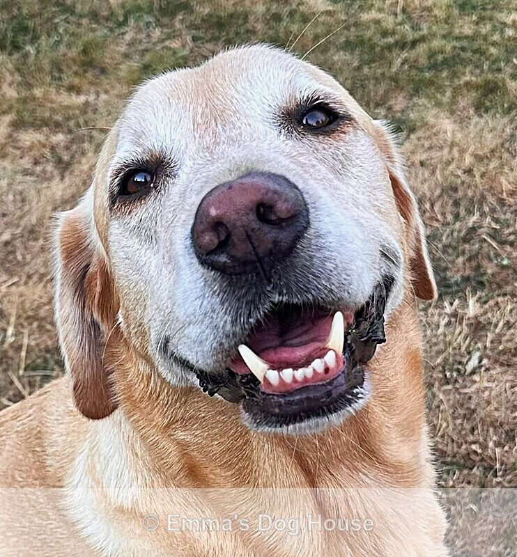  - Pawtraits