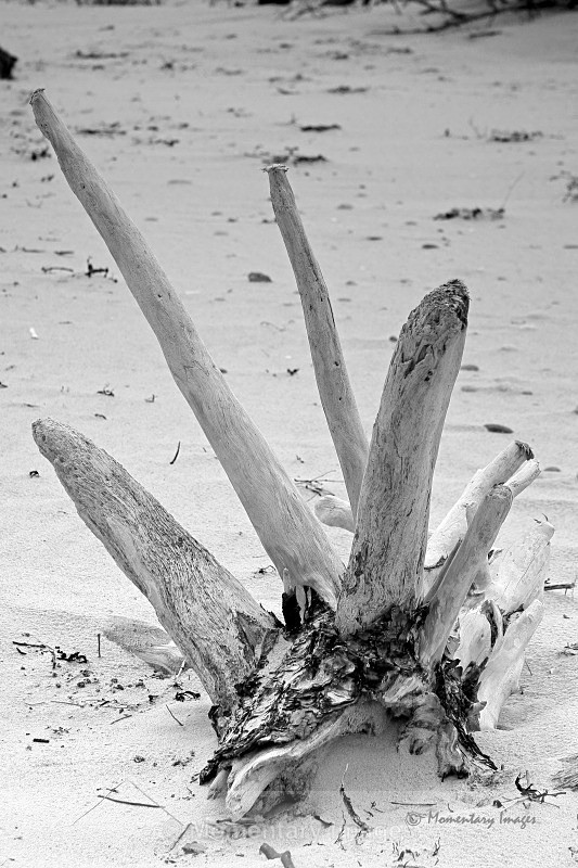 worn wood - Black and White