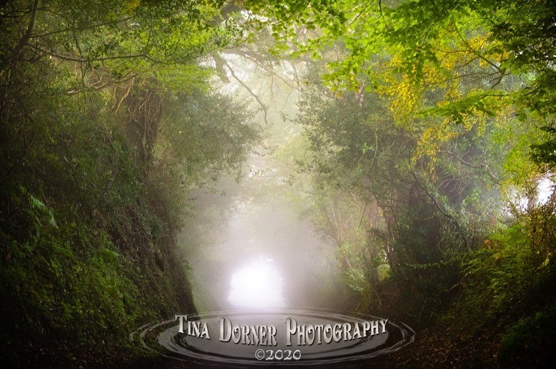 Autumn Forest of Dean. Tina Dorner Photography