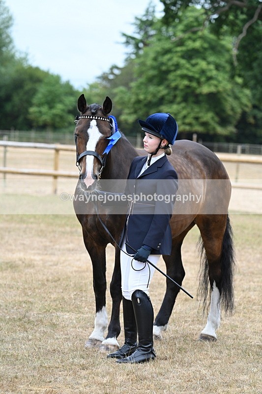 WJ7_0173 - Class 5a Most Handsome Gelding (above 14.2hh)