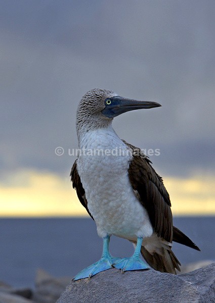Blue-footed Booby 2 - Galapágos
