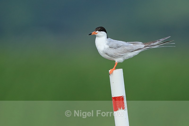 Forster's Tern perched on post, Minnesota - Forster's Tern