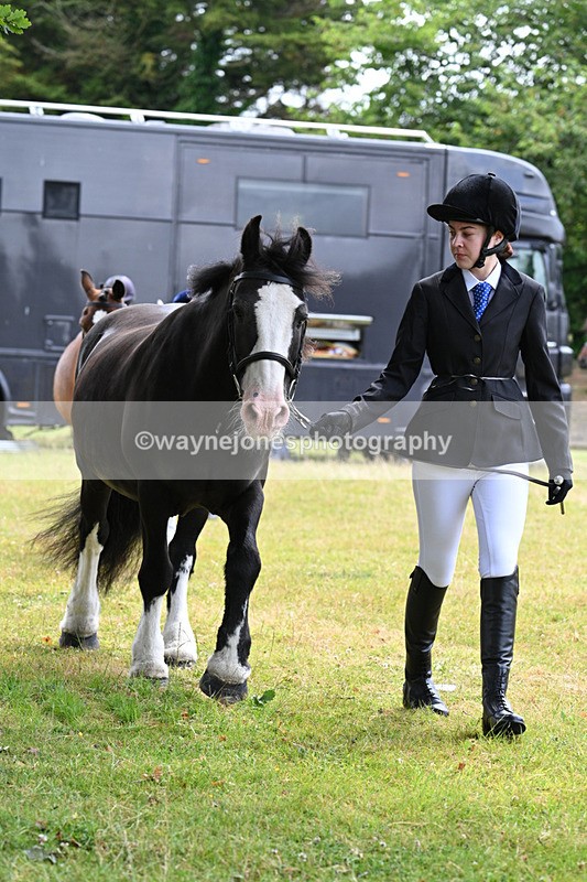 WJ7_6489 - Class 5 Handsome Gelding in hand