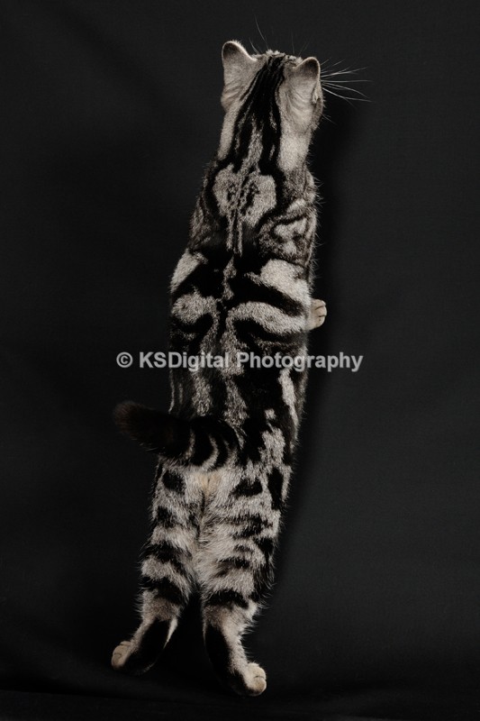 Catershan Silver Harriette (18) - Catershan British Shorthairs