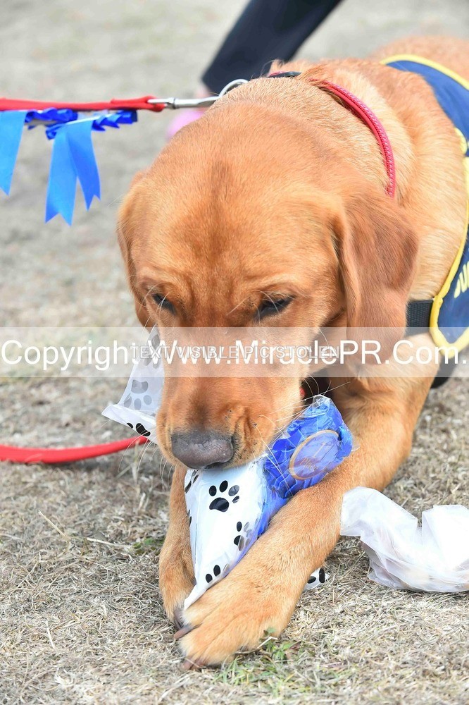 SH4_0322 - Dog show.