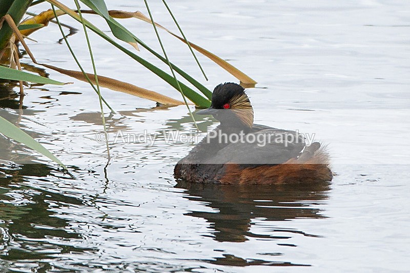 20130624-_MG_4264 - Black-necked Grebe