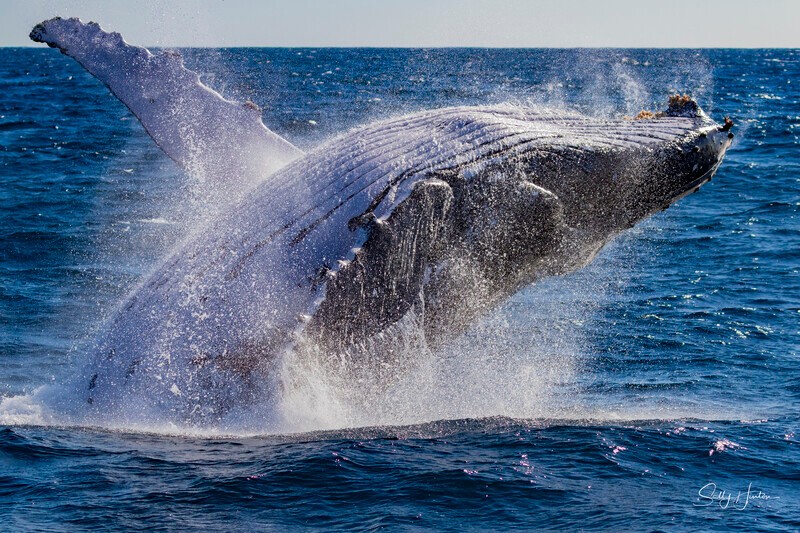 0A3A3968. Humpback Breach 21 - 2026 Whales