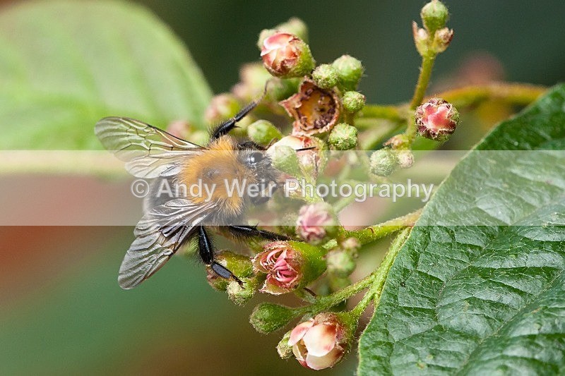 20120610-_MG_0359 - Insects