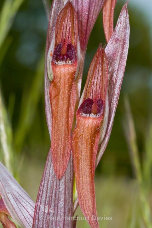 Ploughshare orchid (Serapias vomeracea) - Orchids - Serapias