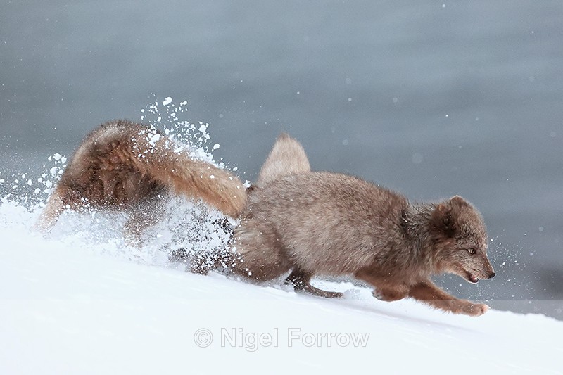 Arctic Foxes scuffling in snow, Hornstrandir, Iceland - Arctic Fox