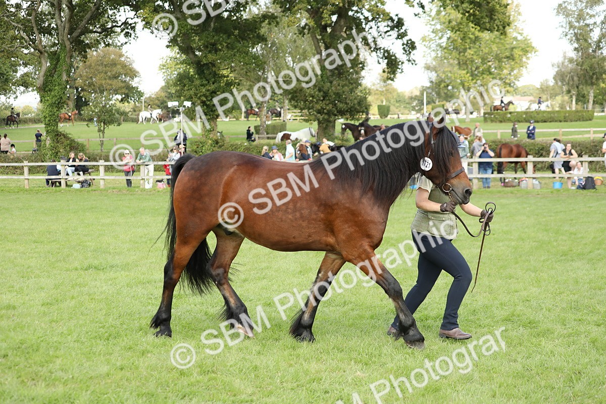 SBM_65494 - S47 - Mountain & Moorland In Hand Large Breeds