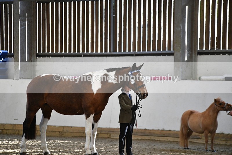 WJ5_3934 - Class 5 In Hand Veterans