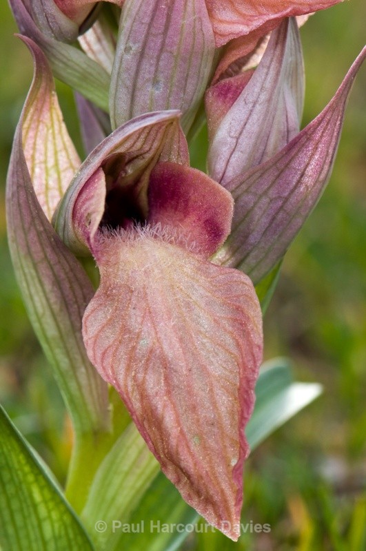 Scarce Serapias (Serapias neglecta) - Orchids - Serapias
