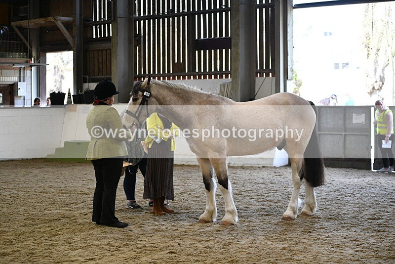 WJ5_4491 - Class 3 Part Bred In hand