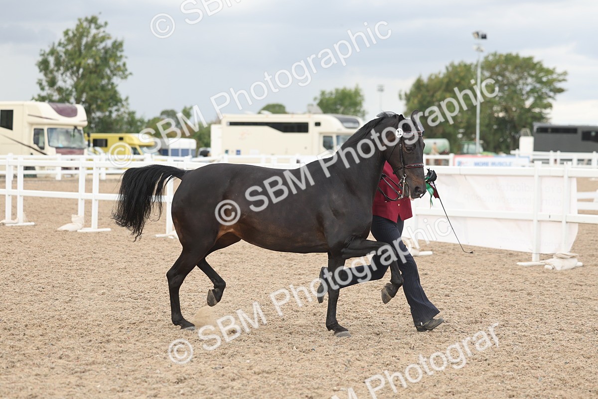 SBM_06944 - Class 25 - IH Foreign Breeds - Purebred