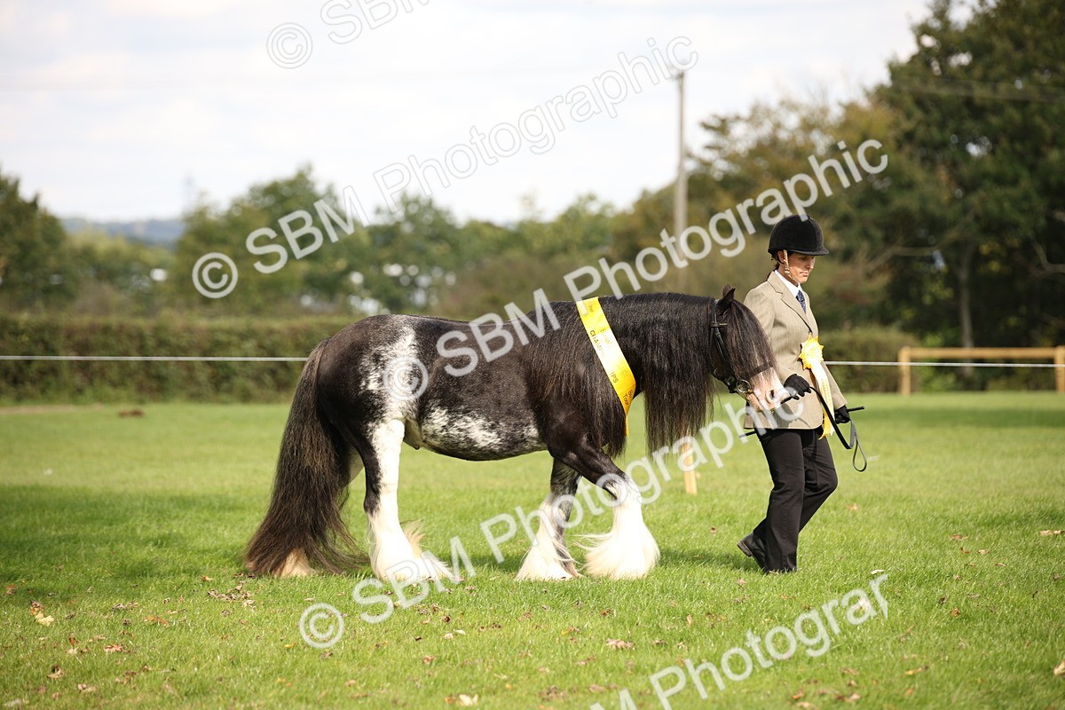 SBM_62902 - In Hand Horse Supreme Championship
