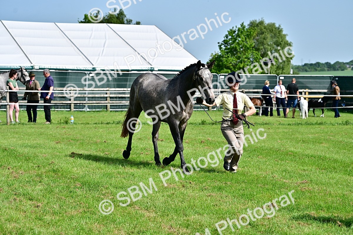 SBM_03306 - Class 50 - 54 Light Horse Breeding