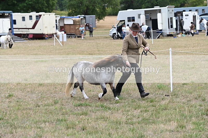 WJ6_5406 - Class 18 In-hand Coloured