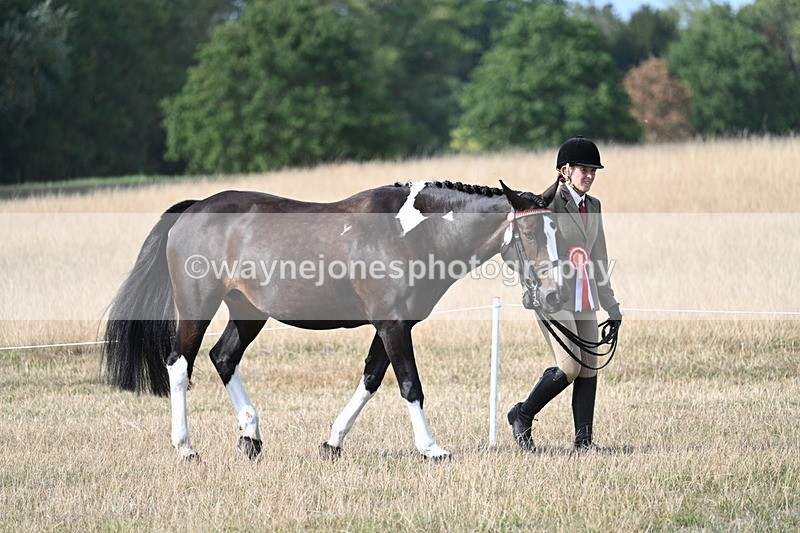 WJ7_8084 - In-hand Championship