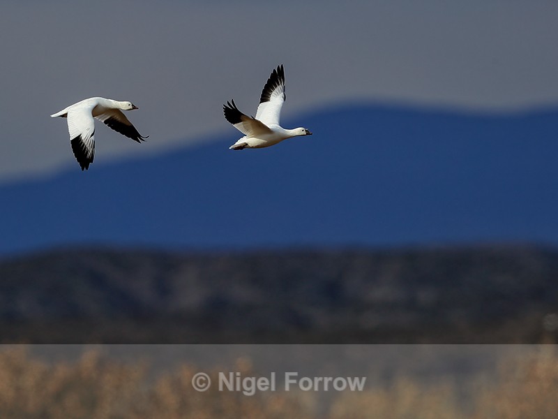 Ross's Geese flying, Bosque del Apache, New Mexico - Ross's Goose