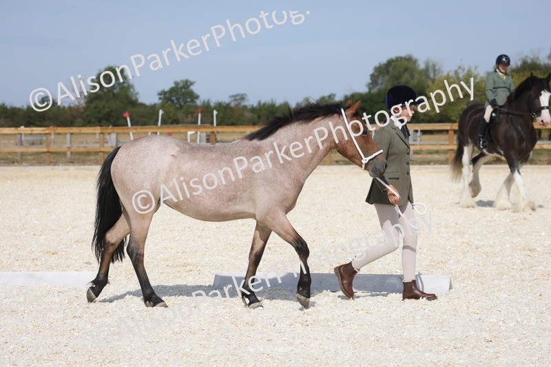 20260802-0855 - Class 9 - Youngstock