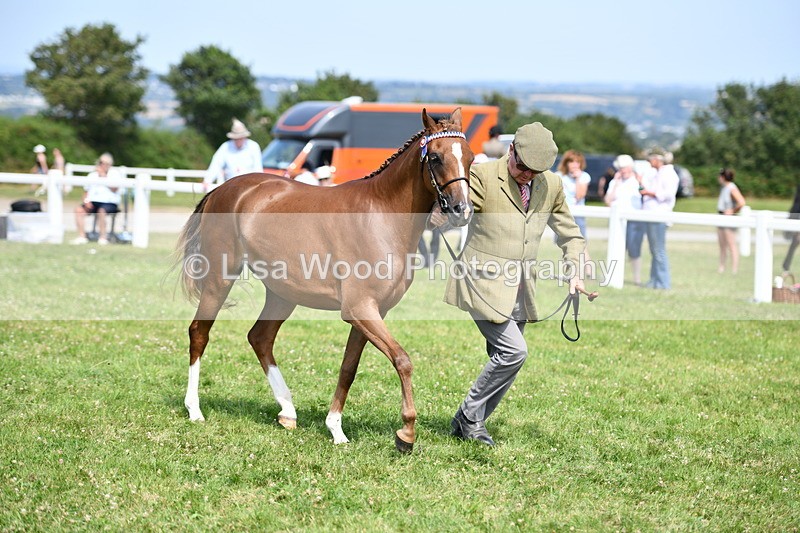 DSC_8347 - Class 68: Part Bred In Hand M & M