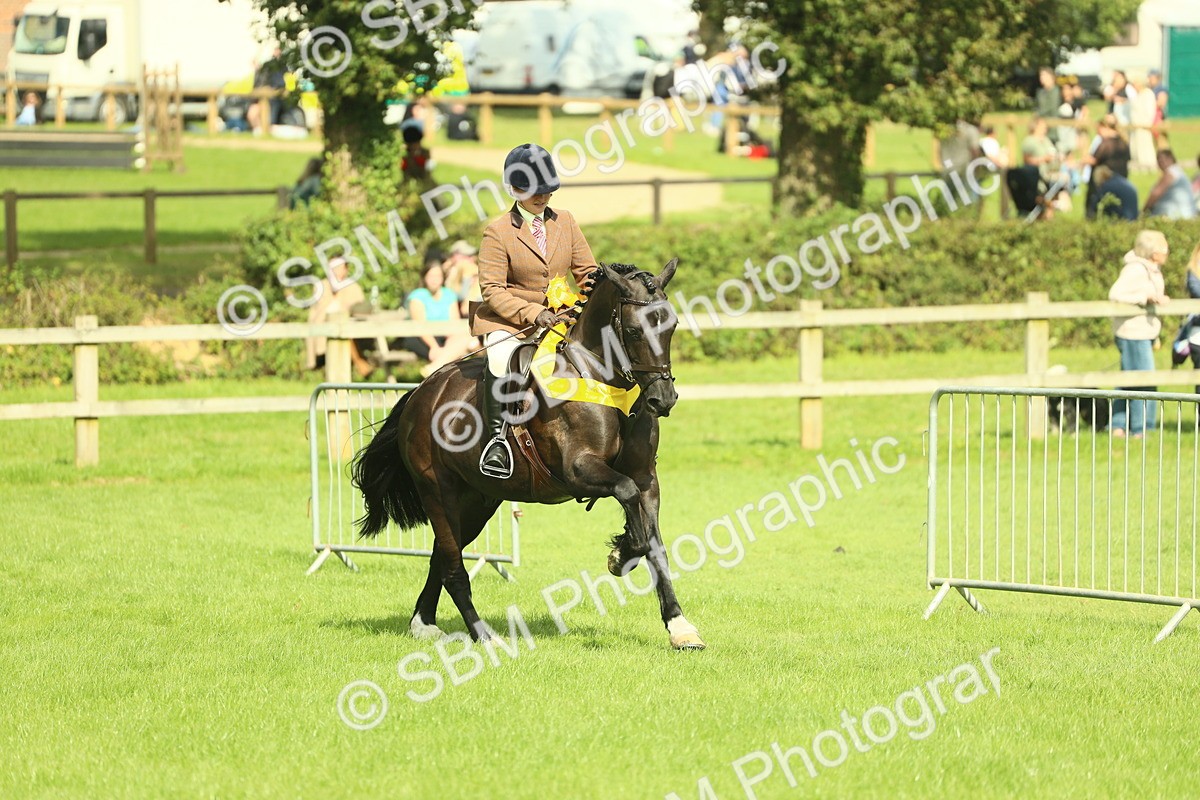 SBM_44837 - S31 - Working Hunter Pony