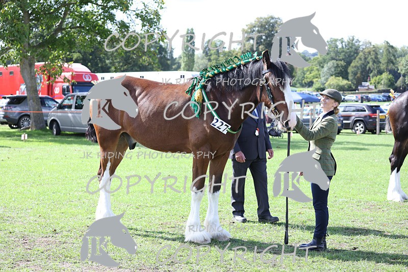 APP_3192 - Class 3 Youngstock