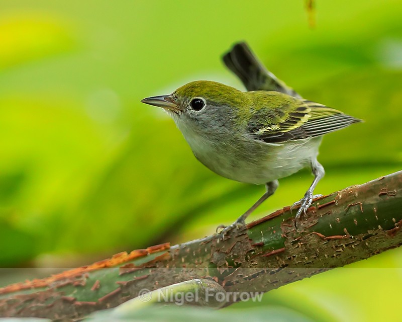 Chestnut-sided Warbler (female), Costa Rica - Chestnut-sided Warbler