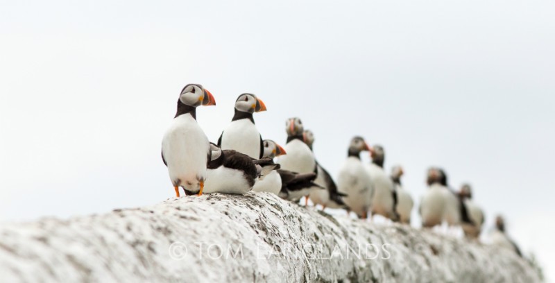 Puffins - Gannets and Puffins