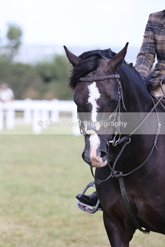 JPP_2344 - Class 19: Working Hunter 60cm