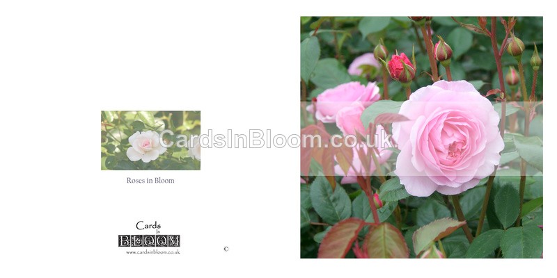 039 Roses in Bloom - FLORAL GREETING CARDS