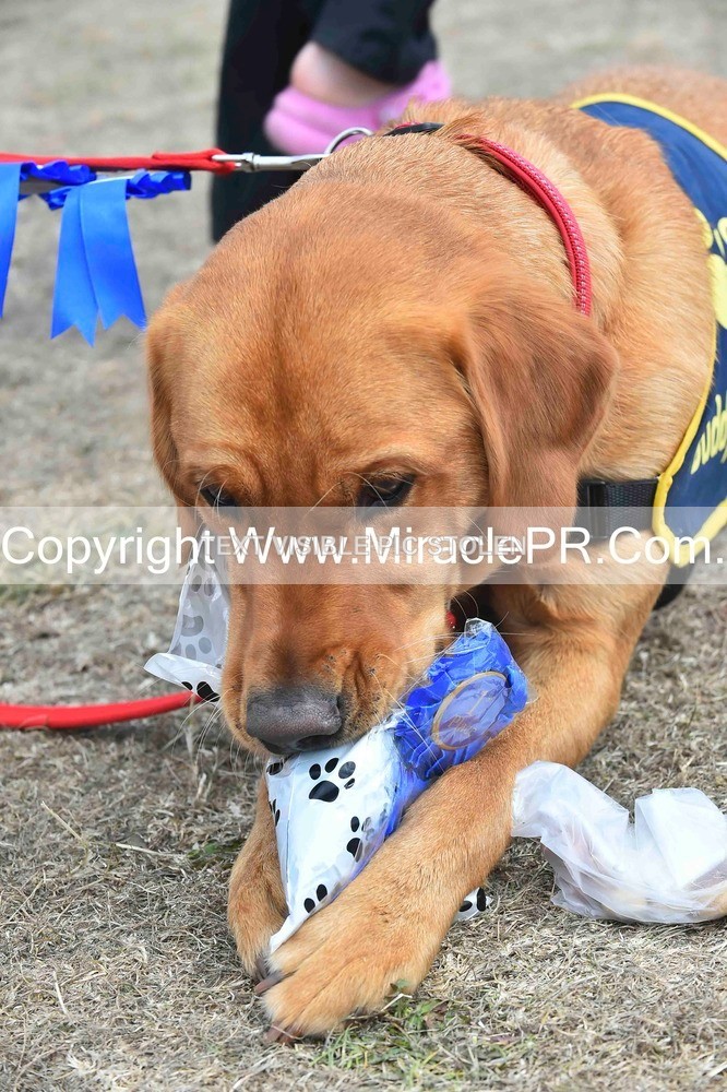 SH4_0319 - Dog show.