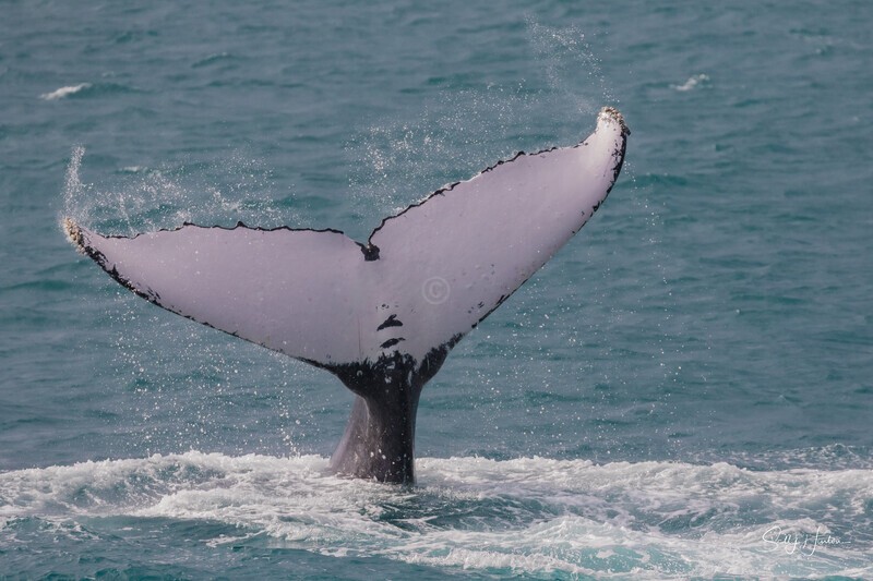 HB Tail Slap 12. 0A3A4719 - Copy - 2025 Hervey Bay Whales