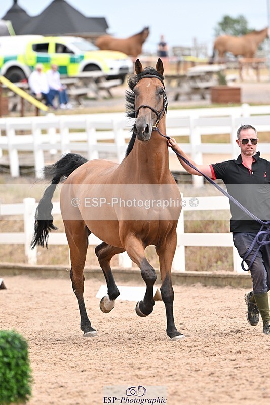 250716-153443-02027 - Trot Up 3.30 to 4.30